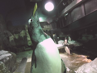 海遊館ジェンツー.jpg