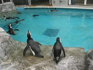 長崎ペンギン水族館2 068.jpg