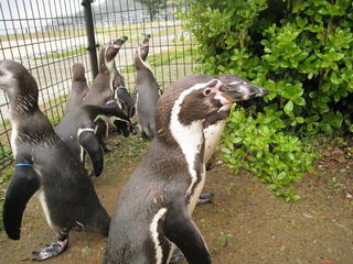 長崎ペンギン水族館2 103.jpg