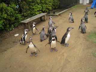 長崎ペンギン水族館2 109.jpg