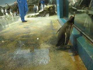 長崎ペンギン水族館2 162.jpg